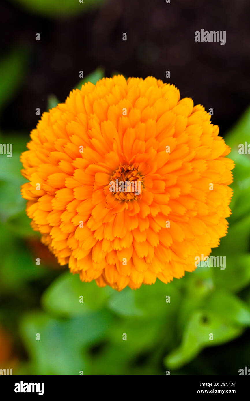 Pot Marigold (lat. Calendula officinalis) Stock Photo