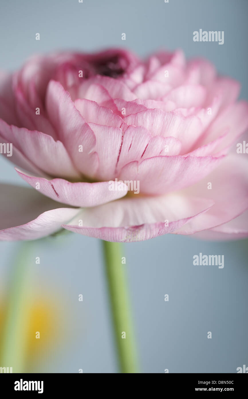 Pink Persian Buttercup Flower Stock Photo - Alamy
