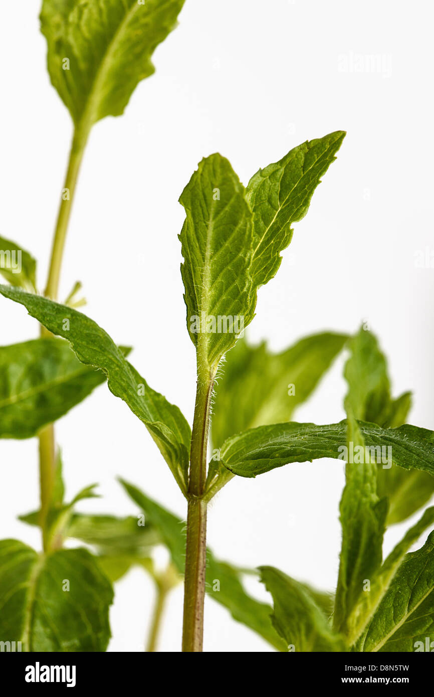 Pungent herb hires stock photography and images Alamy