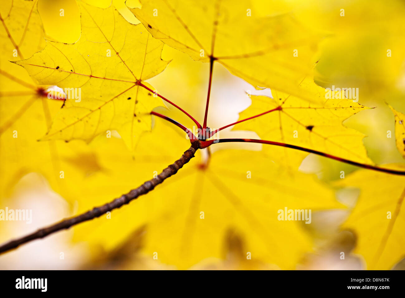 Ast maple leaf hi-res stock photography and images - Alamy