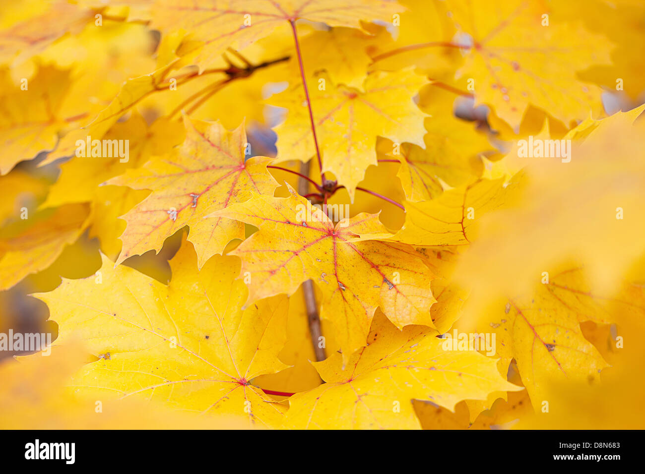 Ast maple leaf hi-res stock photography and images - Alamy
