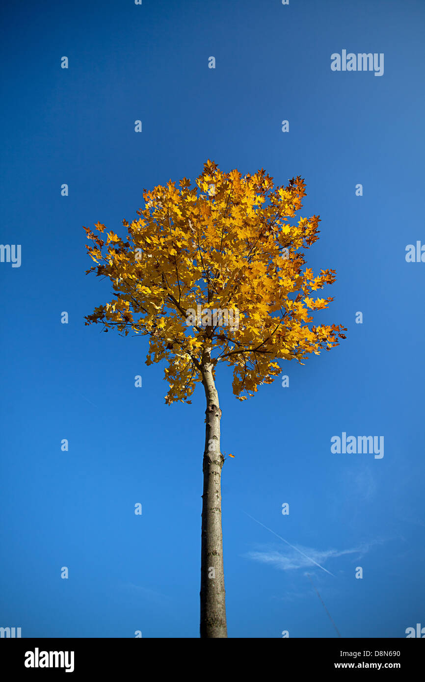 Seed of a maple tree hi-res stock photography and images - Alamy