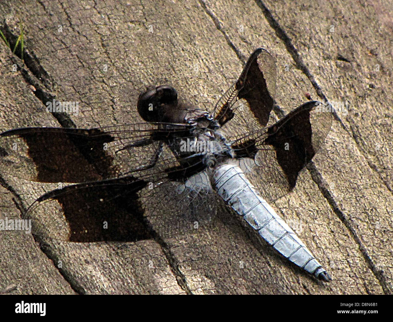 A close-up image of an Anisozygoptera dragonfly, highlighting its ...