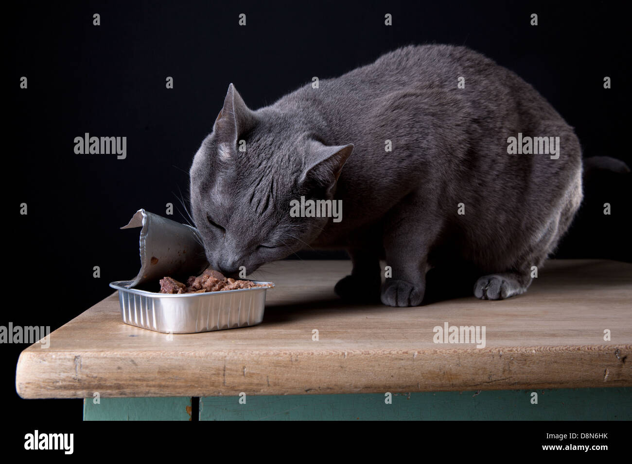 Feeding the Cat Stock Photo