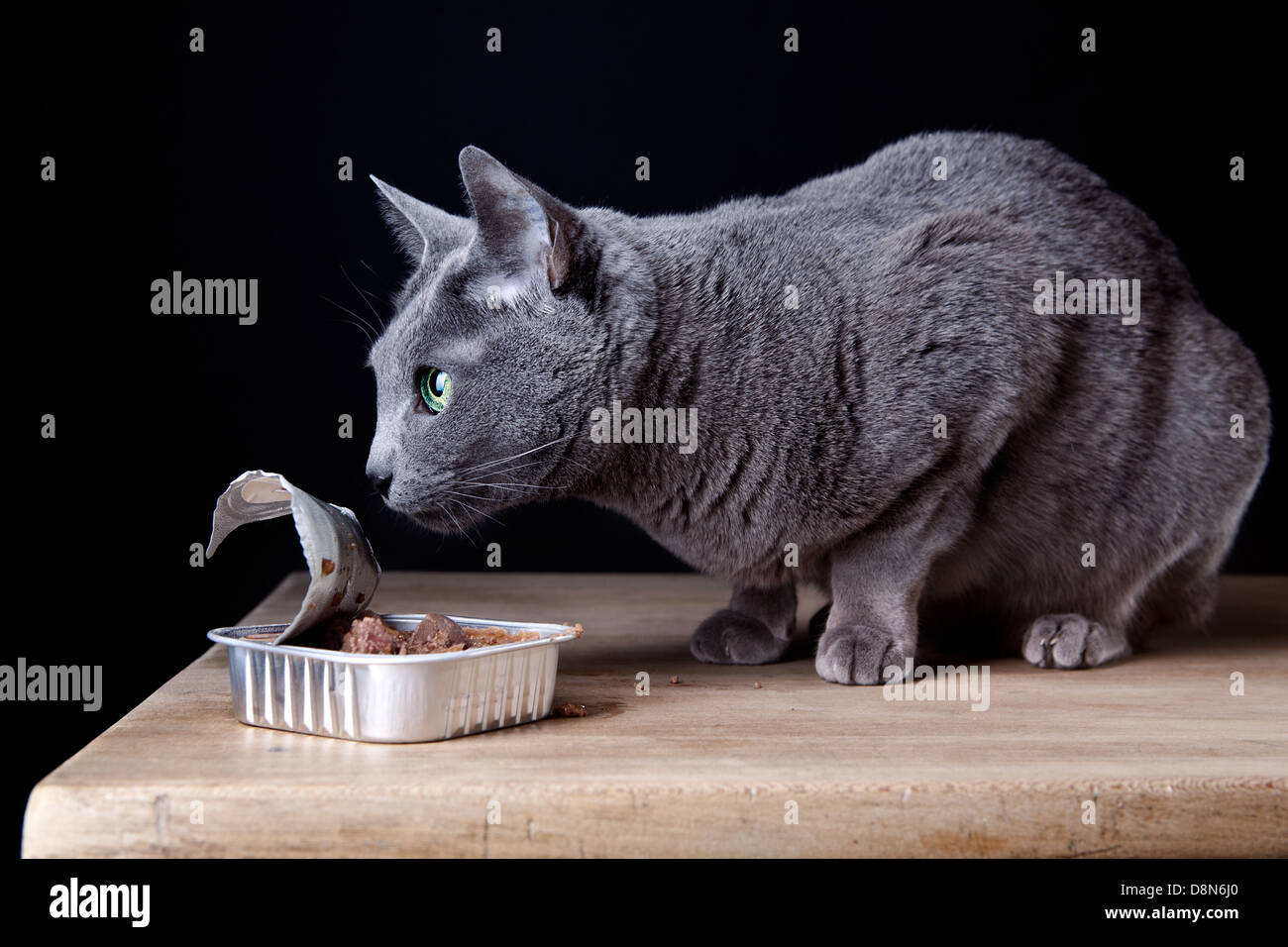 Feeding the Cat Stock Photo