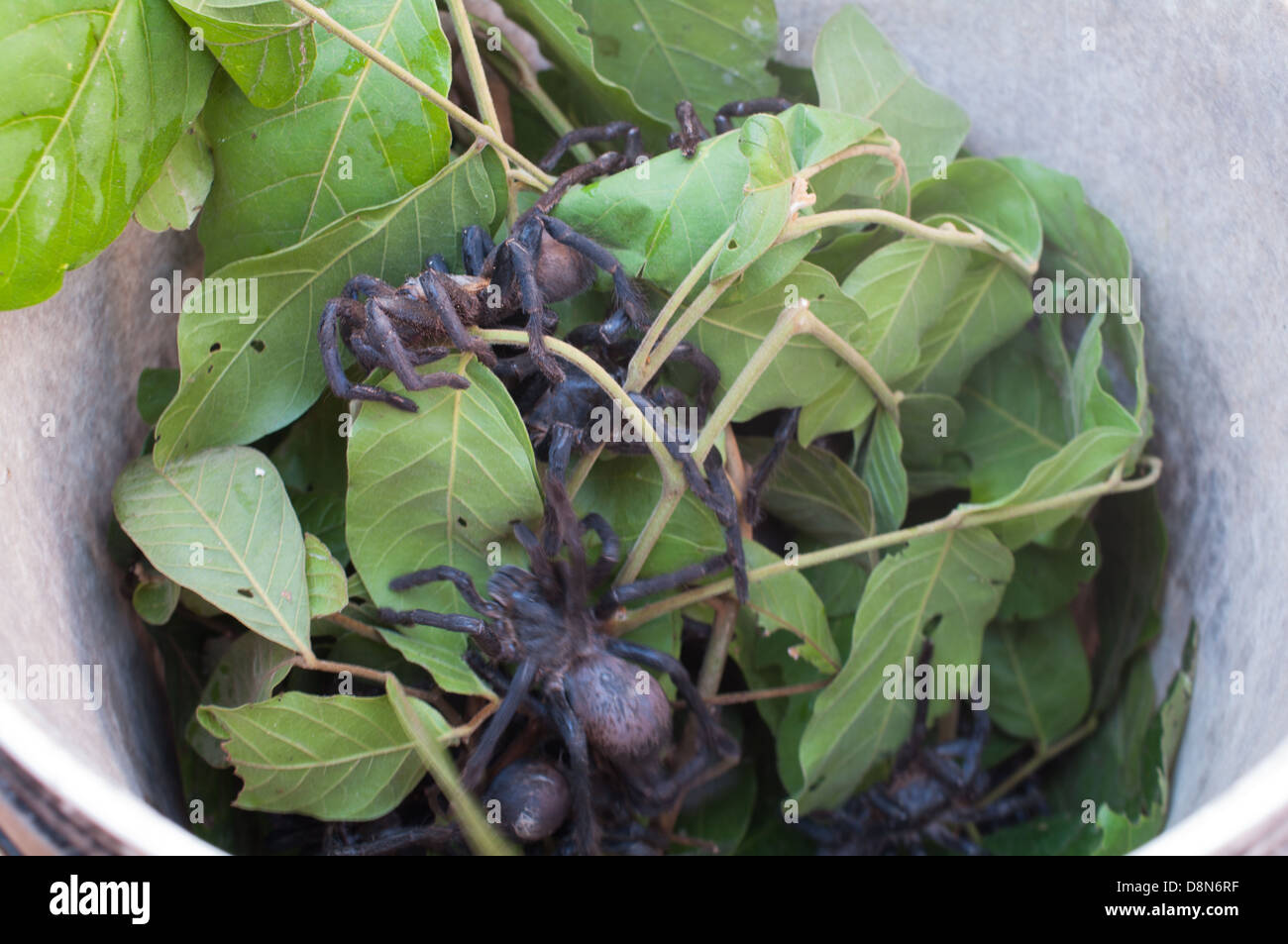 During the pol pot regime food was scarce. Live trantulas are still a delicasy in Cambodia. Stock Photo