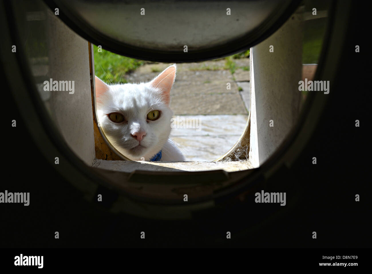 cat looking through a cat flap Stock Photo