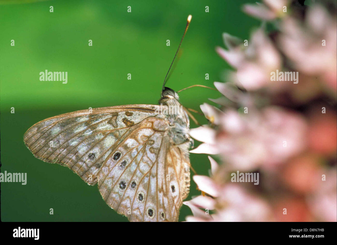Hackberry butterfly insect asterocampa celtis. Stock Photo