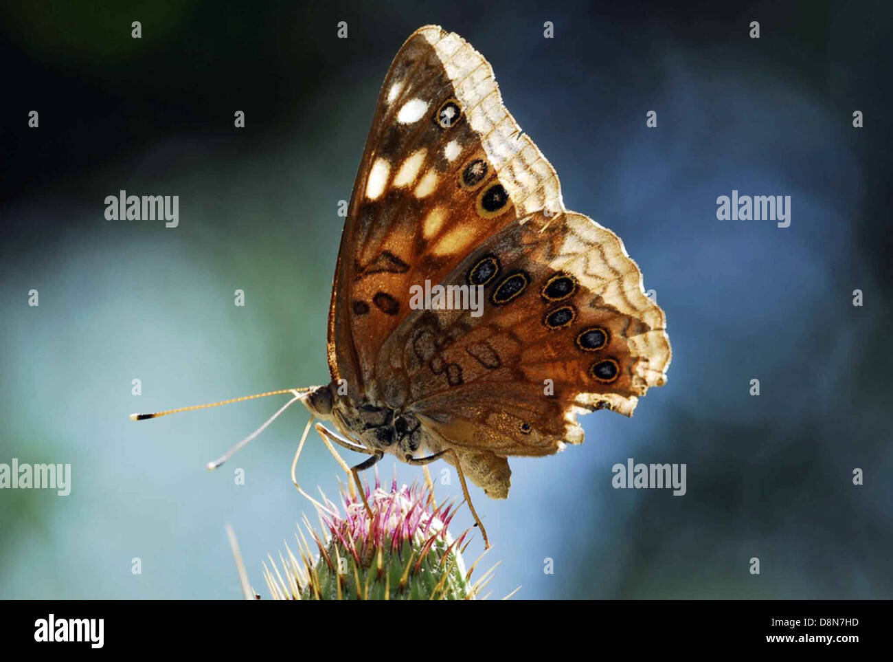 Hackberry emperor butterfly insect asterocampa celtis. Stock Photo