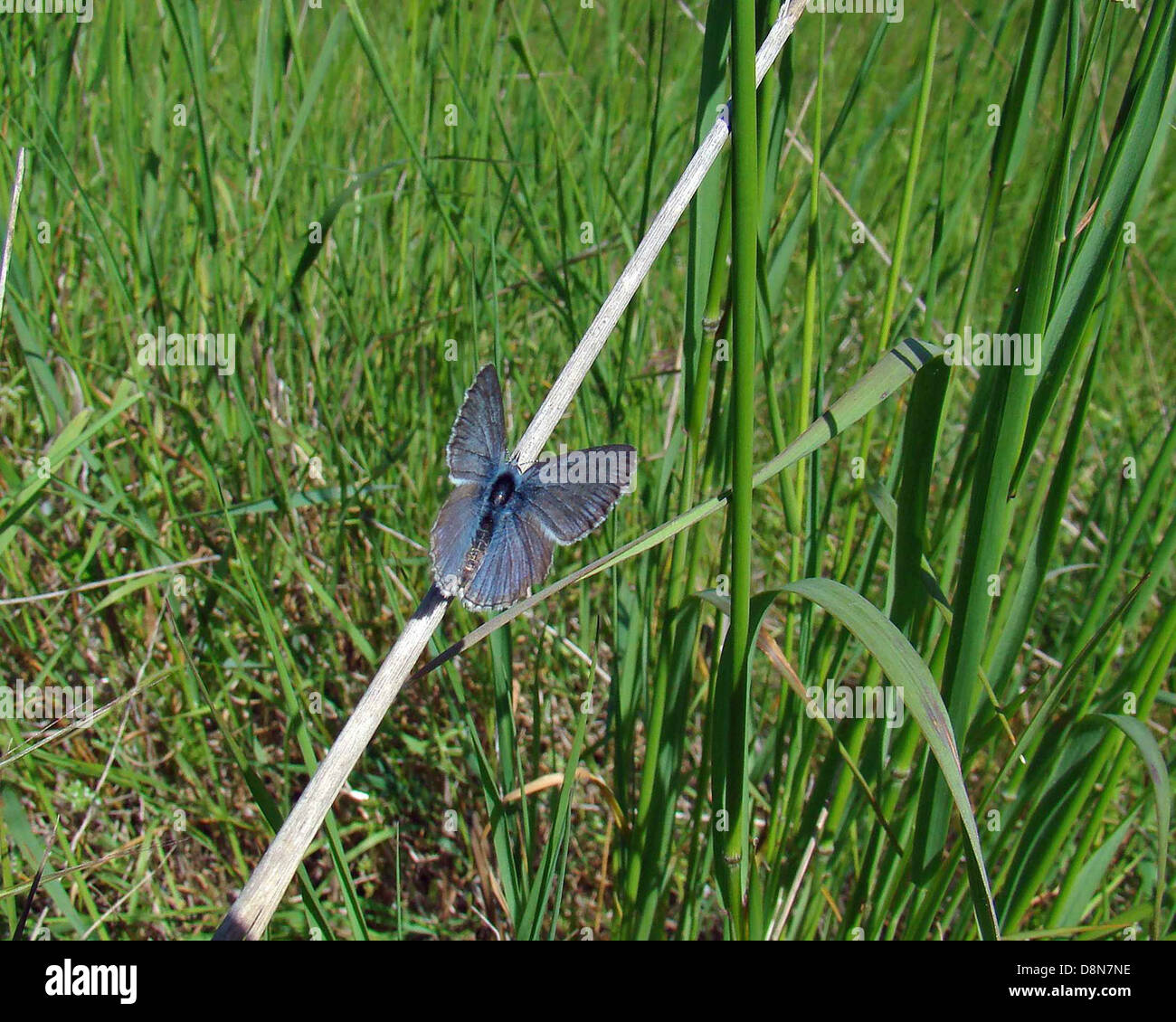 Icaricia icarioides fenderi endangered fenders blue butterfly Stock