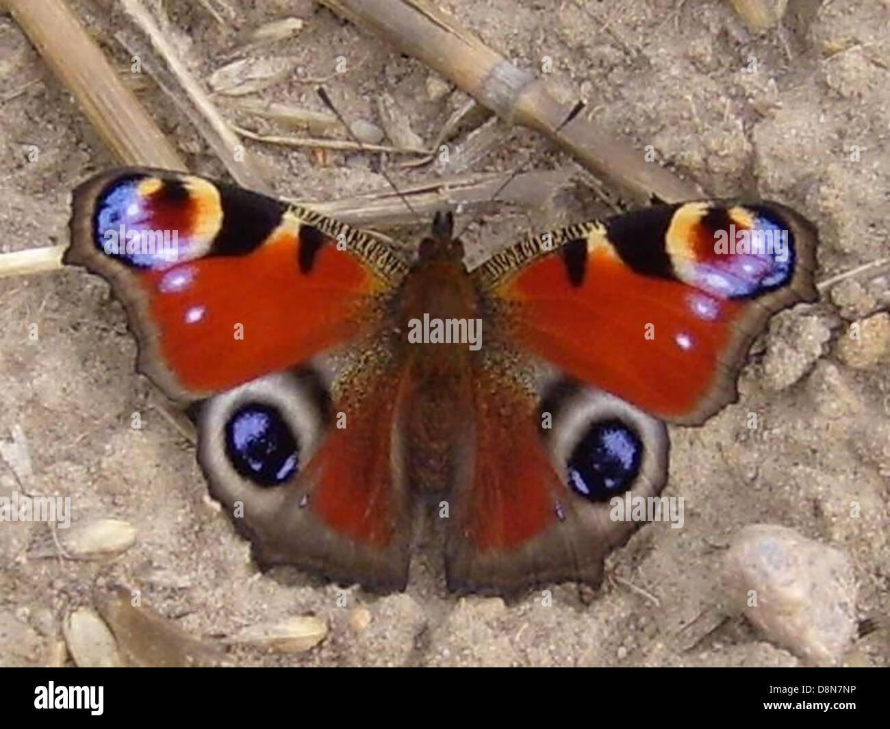 This image shows a peacock butterfly, a brightly colored insect known ...