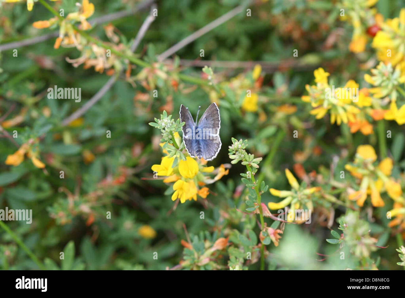 Palos verdes blue butterfly Stock Photo Alamy