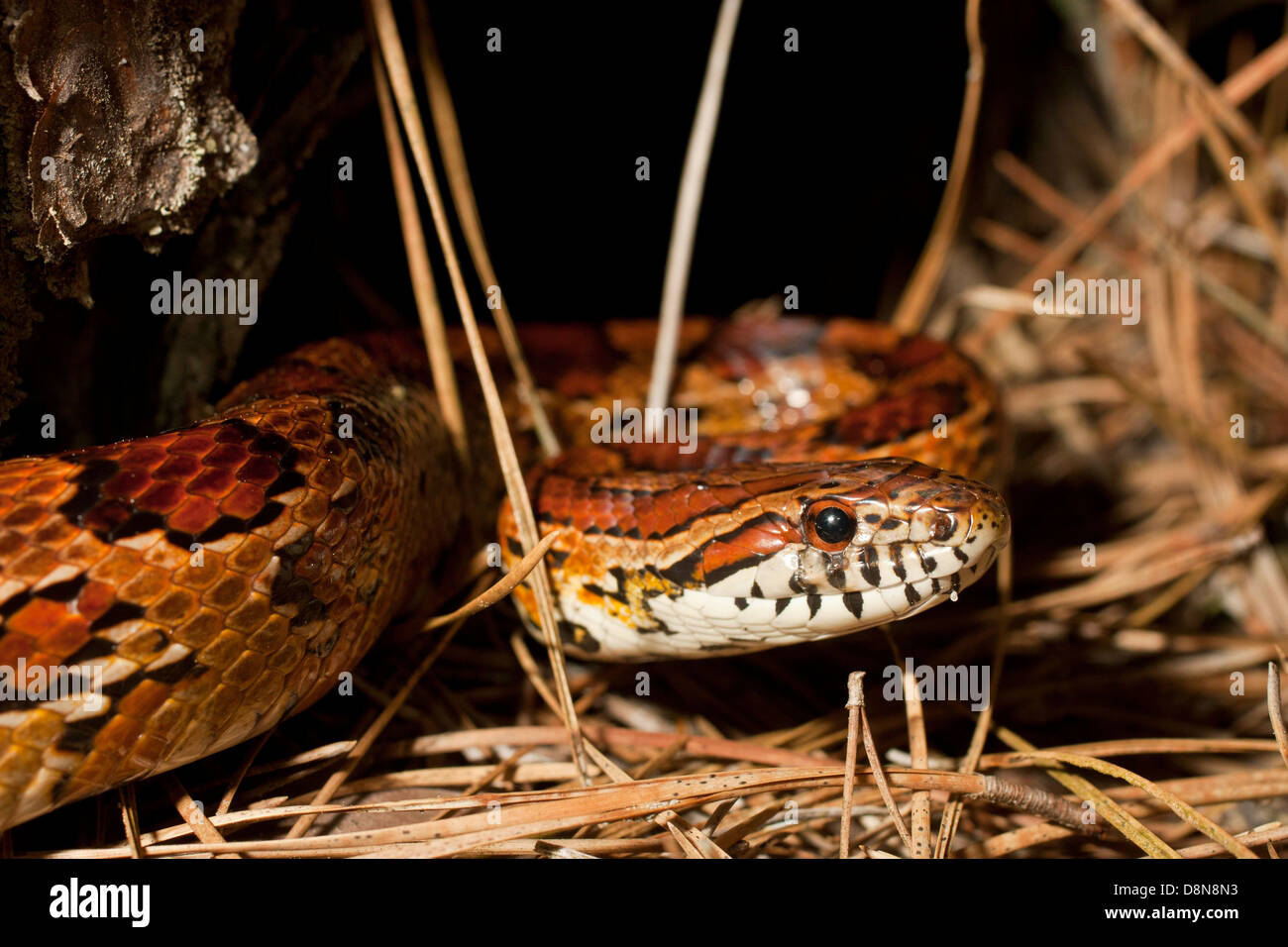 Cornsnake hires stock photography and images Alamy