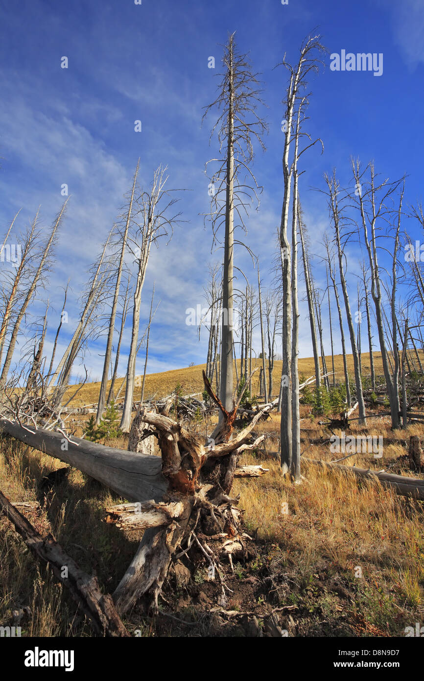 The burned down wood in Yellowstone park Stock Photo Alamy