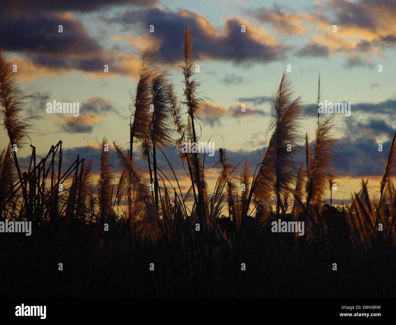 The soft, warm glow of a sunset filtering through tall reeds near the ...