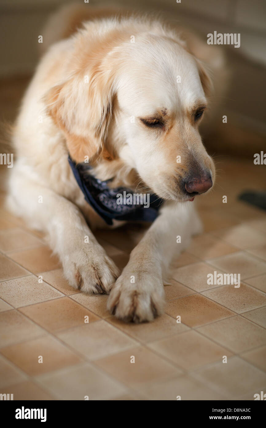 Golden Retriever Stock Photo