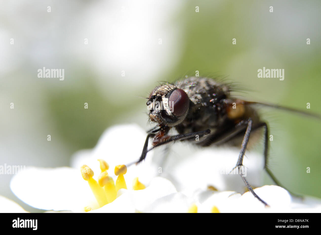 Macro of a housefly, musca domestica, feeding on the pollen of a flower. Stock Photo
