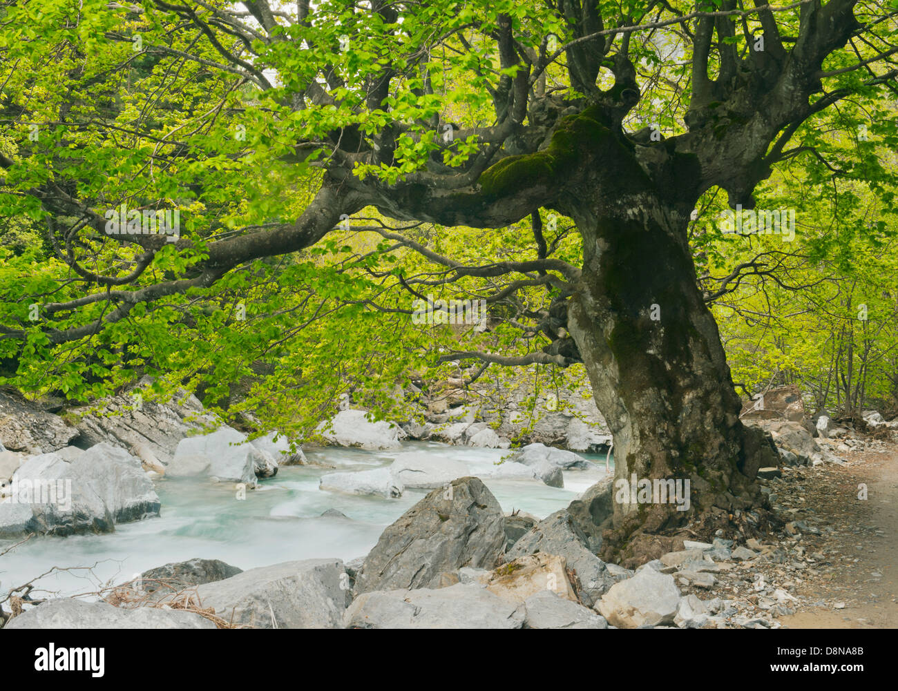 Old Growth Copper Beech (Fagus sylvatica) Ordesa-Monte Perdido National Park, Pyrenees, Spain UNESCO WORLD HERITAGE SITE Stock Photo