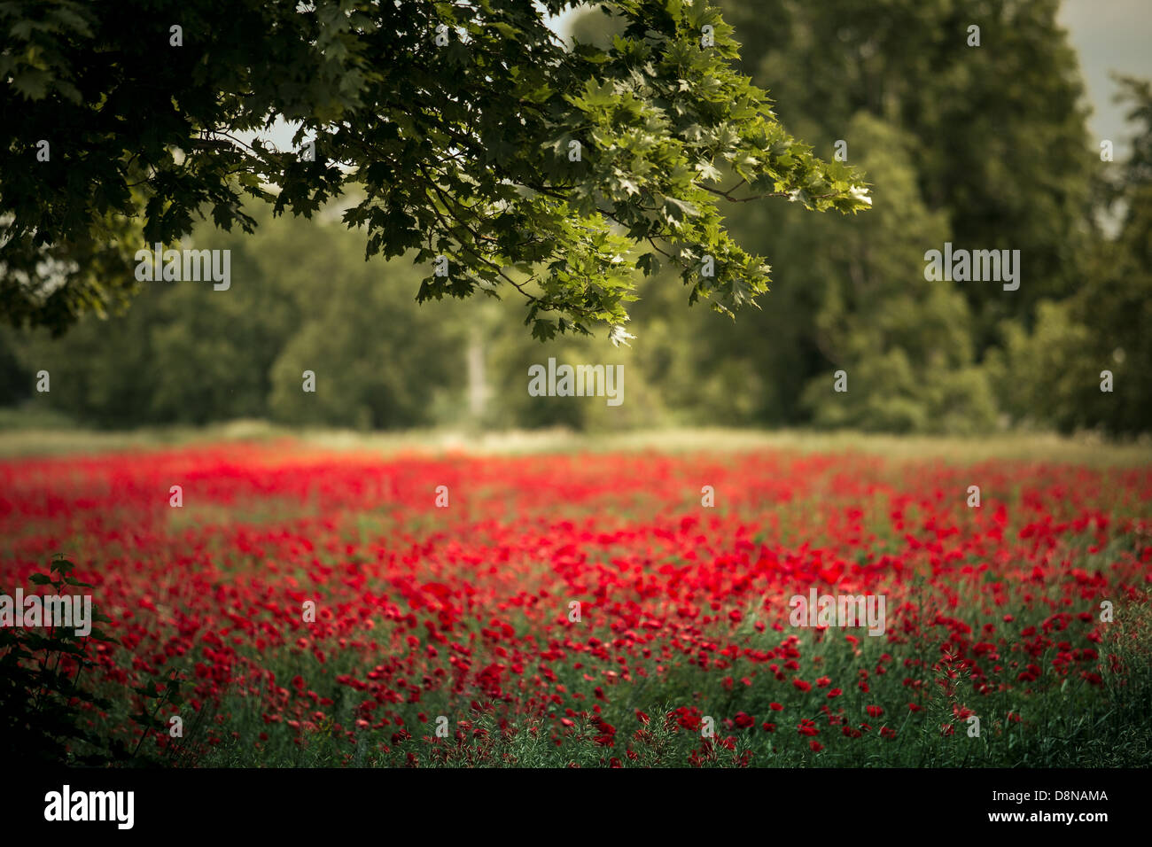 Red Poppy Flowers Stock Photo - Alamy