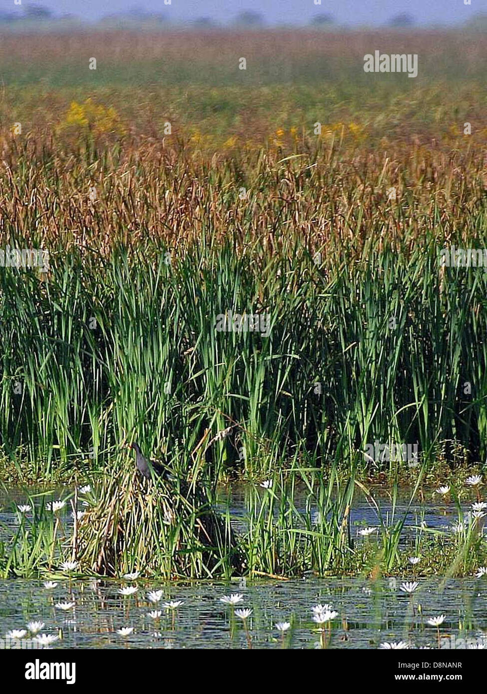 Reeds stock photo hi-res stock photography and images - Alamy