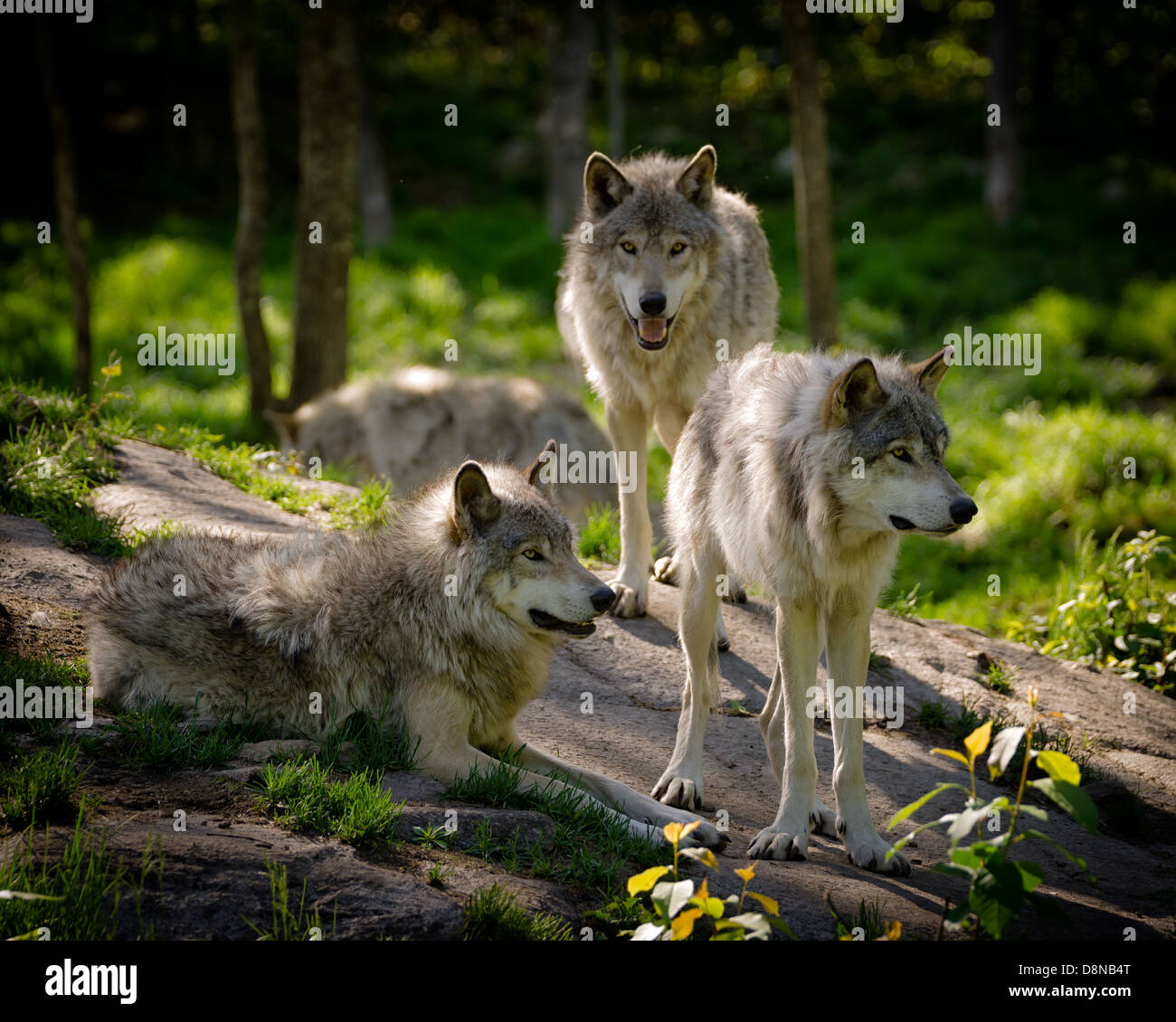 A small pack of three Eastern timber wolves gather on a rocky slope in the North American wilderness. Stock Photo