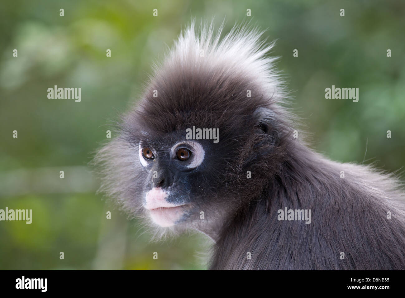 Spectacled Langur Monkey Stock Photo