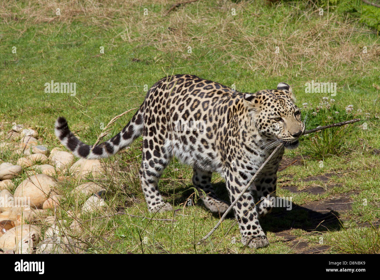 Leopard cub plays with a piece of grass Stock Photo