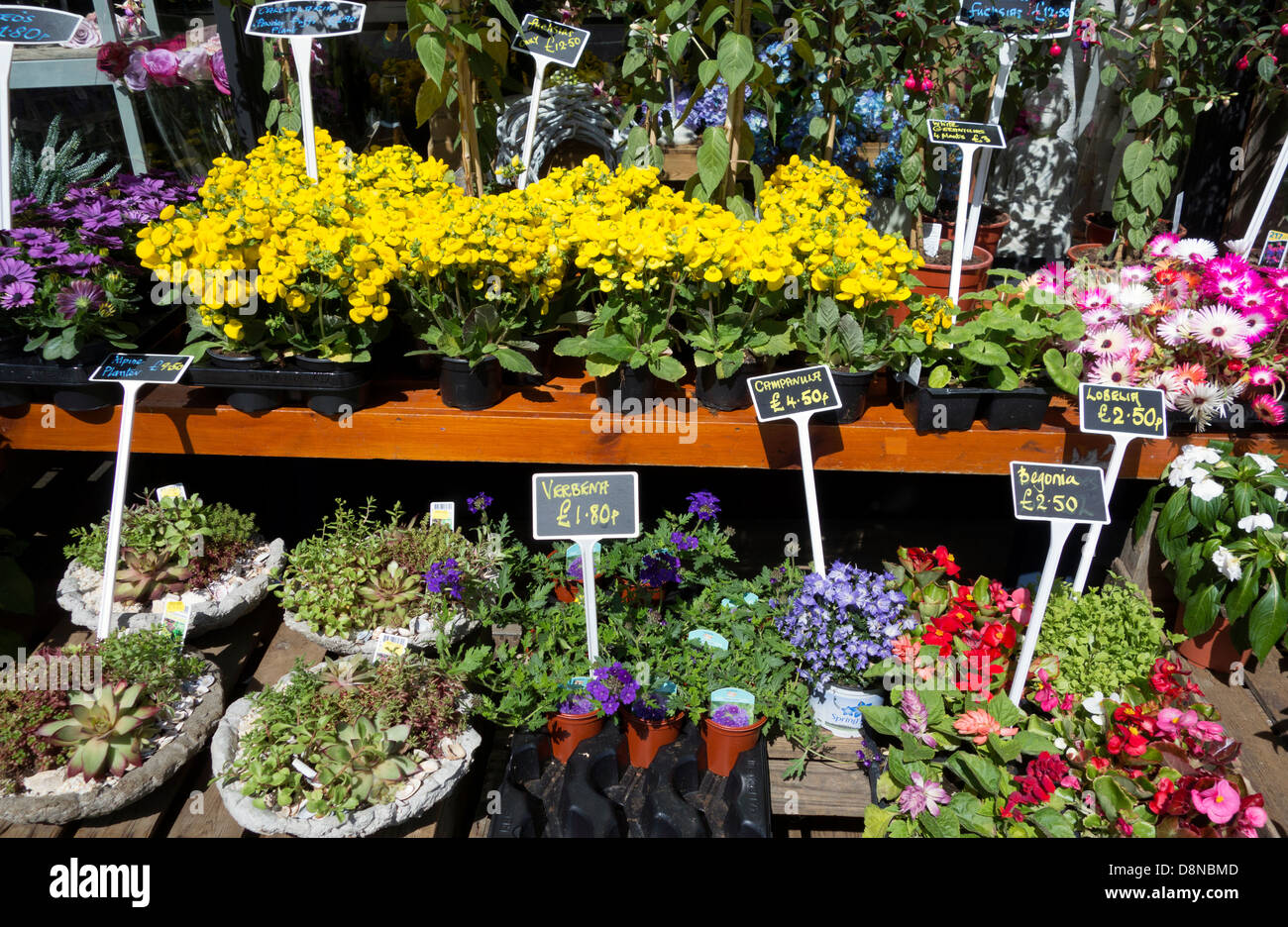 Plants for sale at a florist in Matlock, Derbyshire, England, U.K. Stock Photo