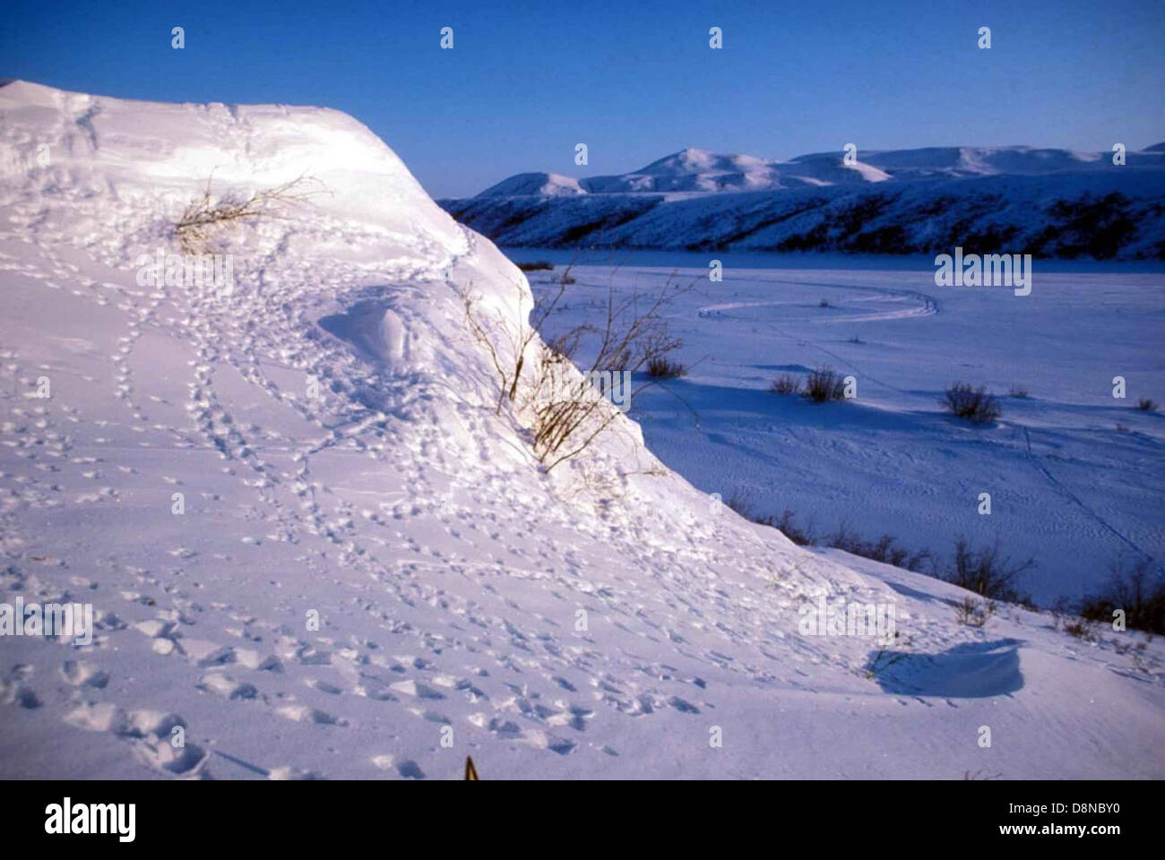 Snow Fall Cut Footprints or vehicle tracks are seen cutting through the fresh snow ...
