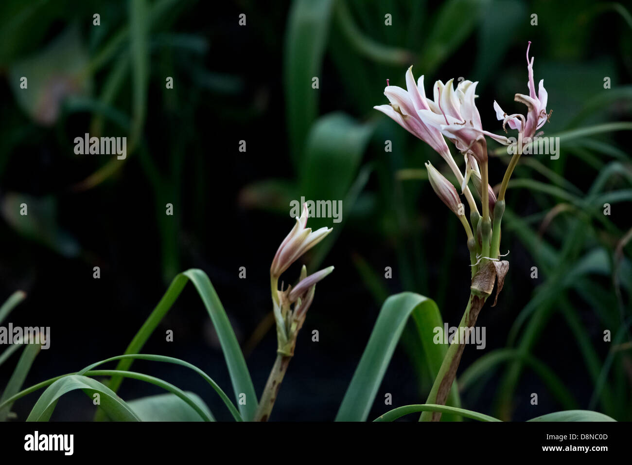 Blooms of a wild lily with dark foliage in background Stock Photo