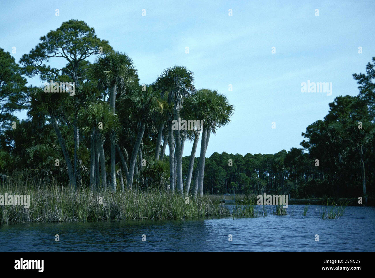 Lush biodiversity typically hi-res stock photography and images - Alamy
