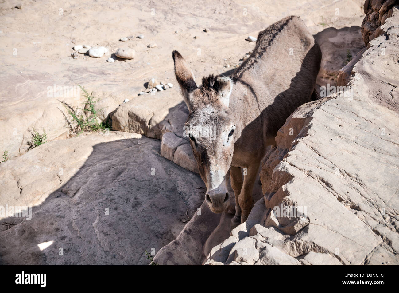 Free wild Donkey is grazing in desert Stock Photo