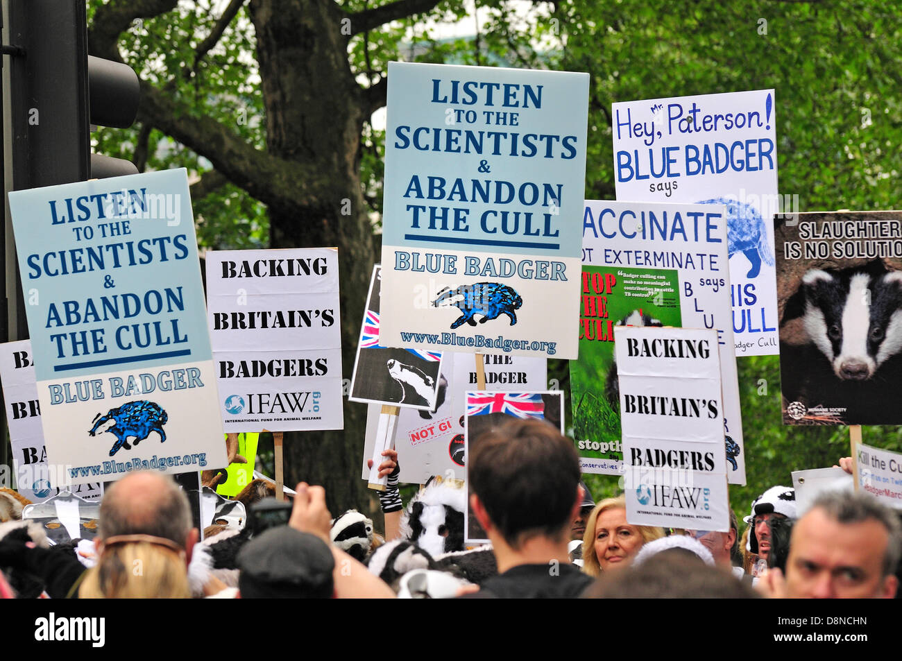 National March Against the Badger Cull, Saturday 1st June 2013, by Tate Britain gallery. Stock Photo