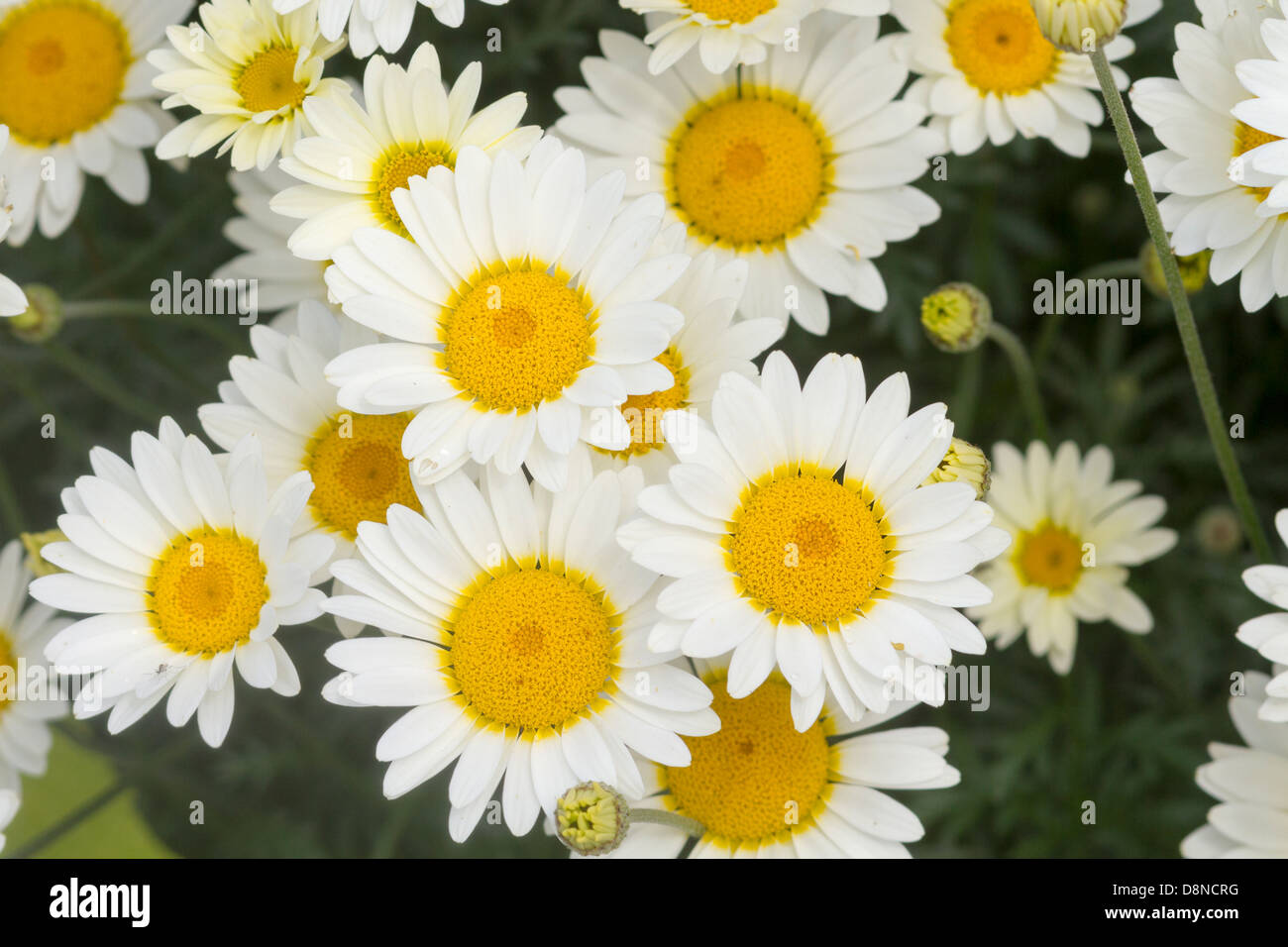 Daisy flowers yellow and white closeup macro Stock Photo