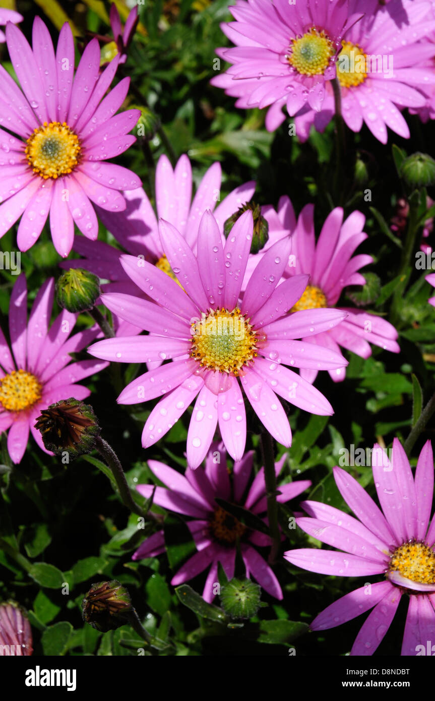 A show of pink daisies. Cape Daisy, Osteospermum jucundum compactum Stock Photo