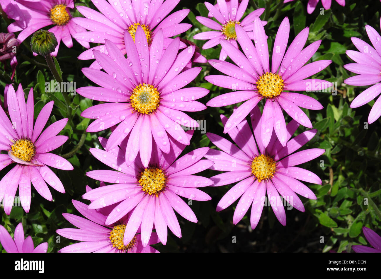 A show of pink daisies. Cape Daisy, Osteospermum jucundum compactum Stock Photo
