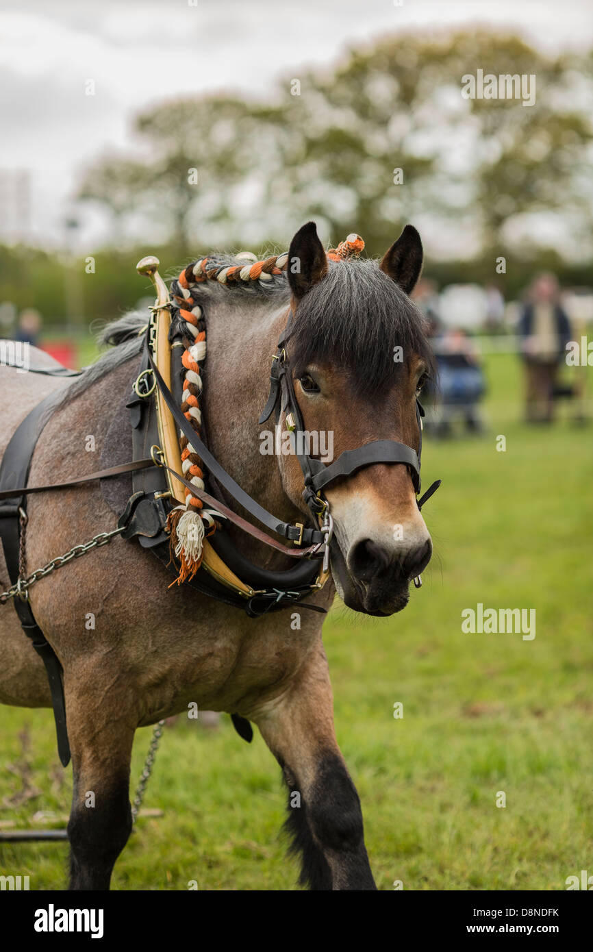 Heavy horse harness hi-res stock photography and images - Alamy