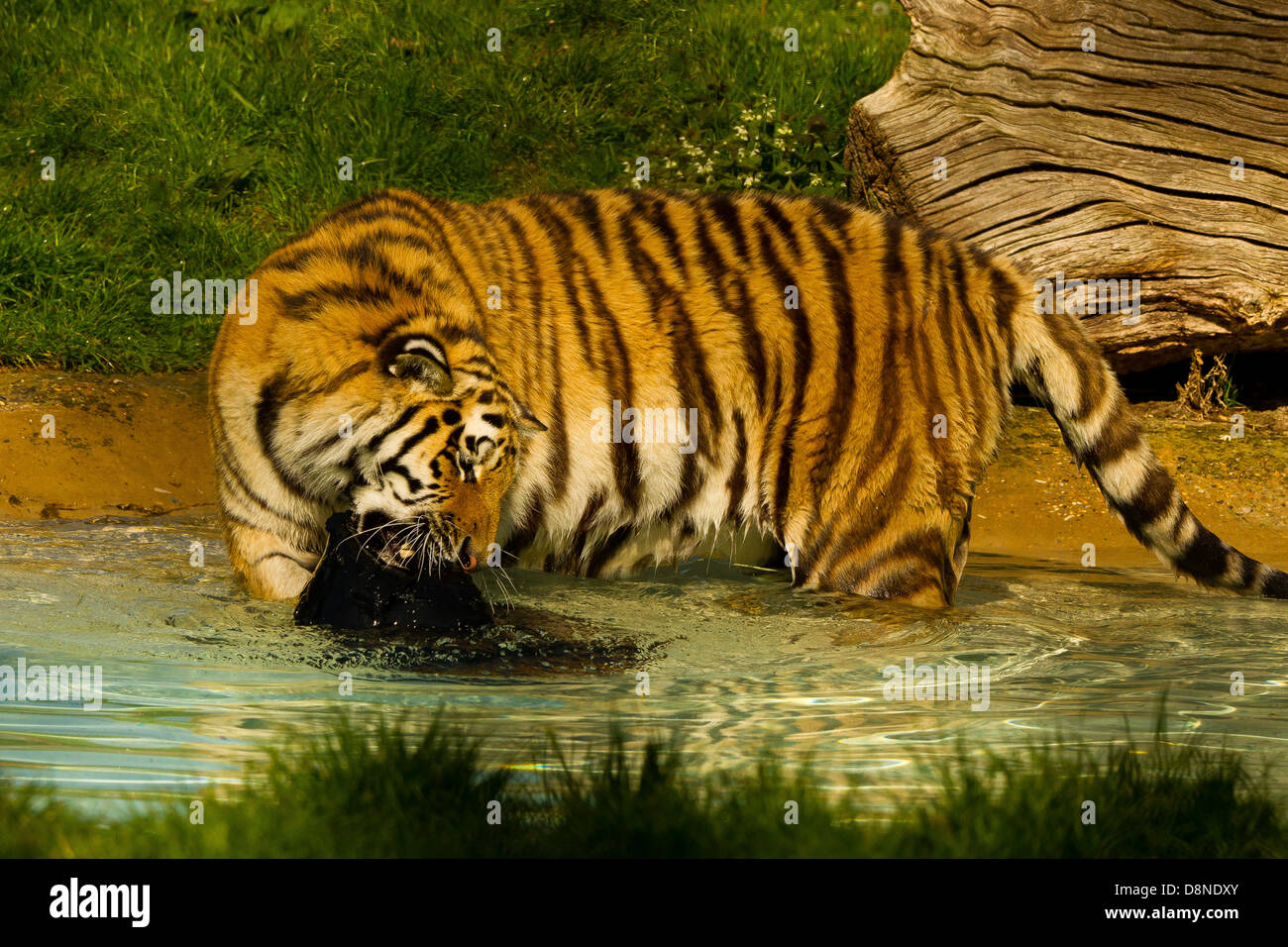 Siberian/Amur Tiger (Panthera Tigris Altaica) Playing In Water With ...