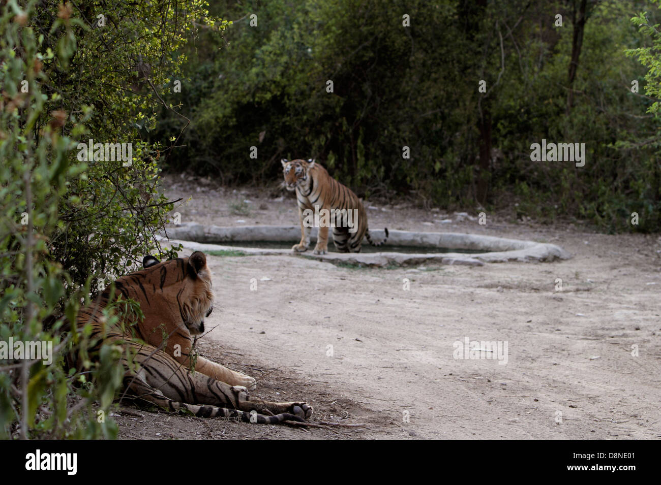 Tigers in a waterhole A tiger family cooling in a water hole Stock Photo
