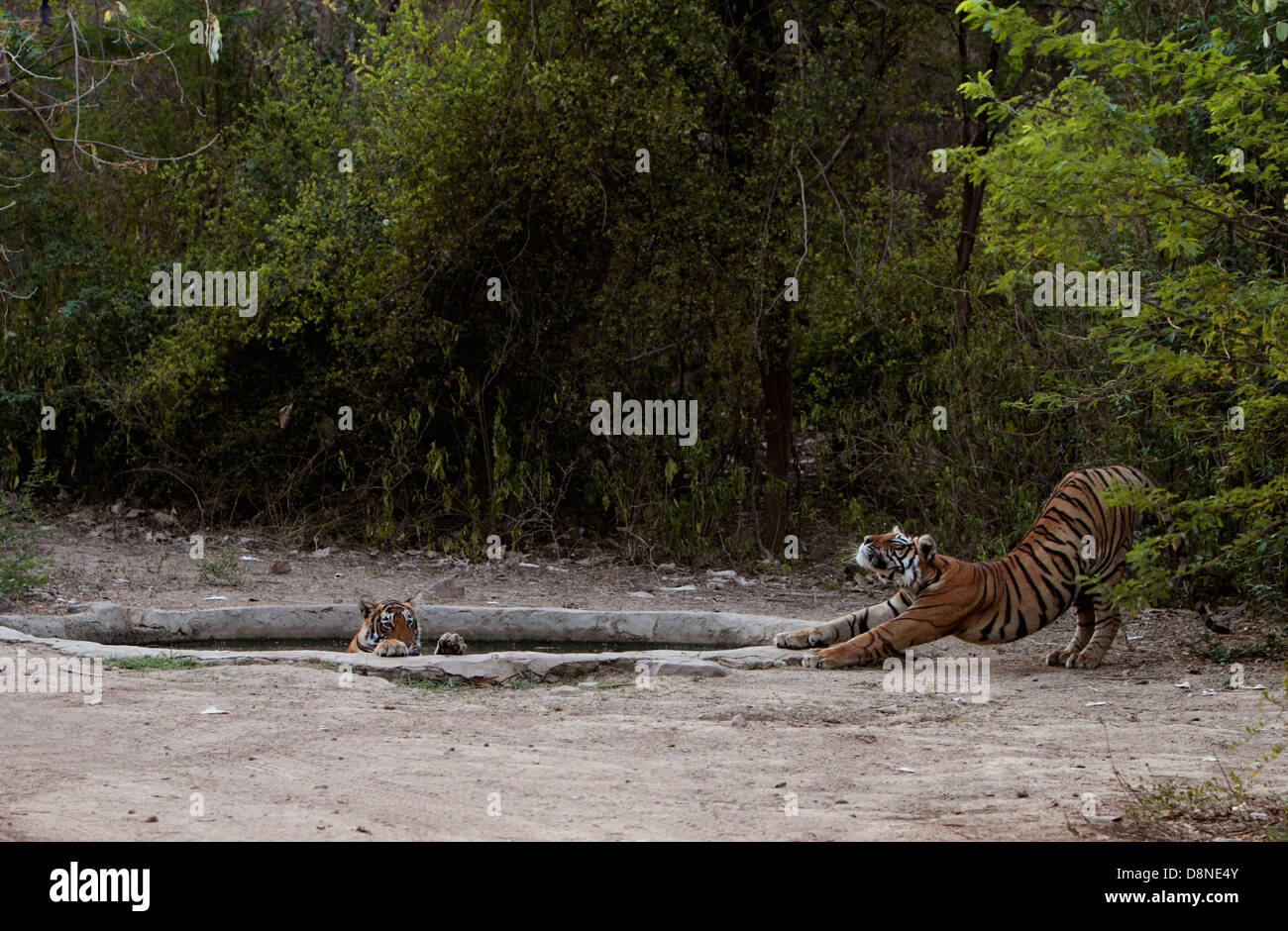 Tigers in a waterhole A tiger family cooling in a water hole Stock Photo