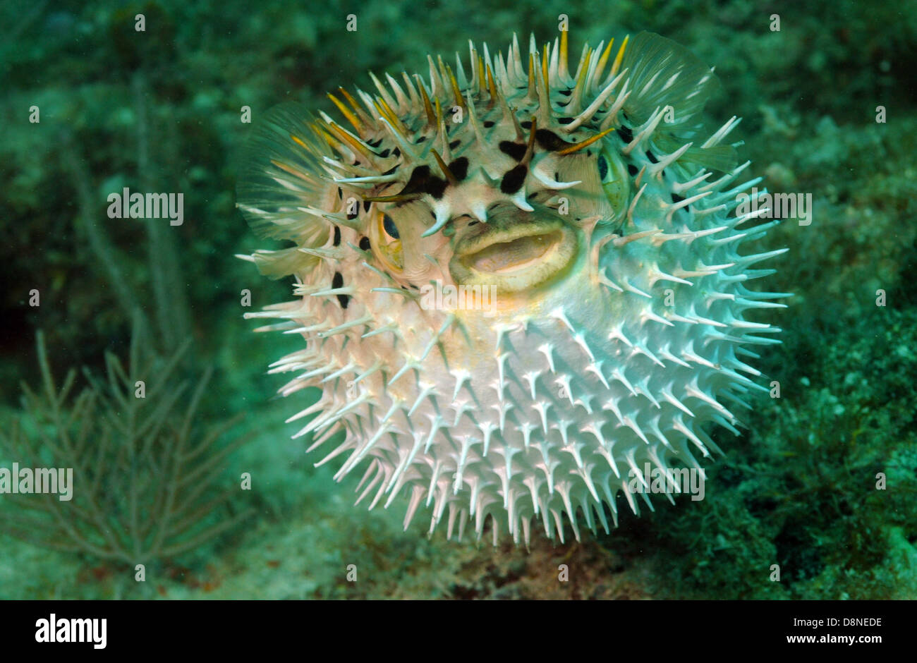 Puffed up blowfish swimming in the ocean Stock Photo