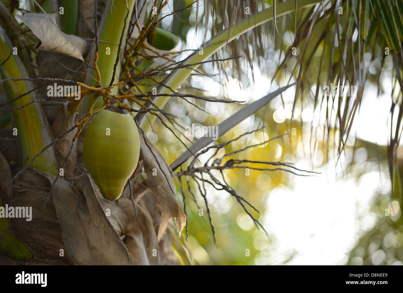 coconut growing in palm tree in the tropics Stock Photo Alamy