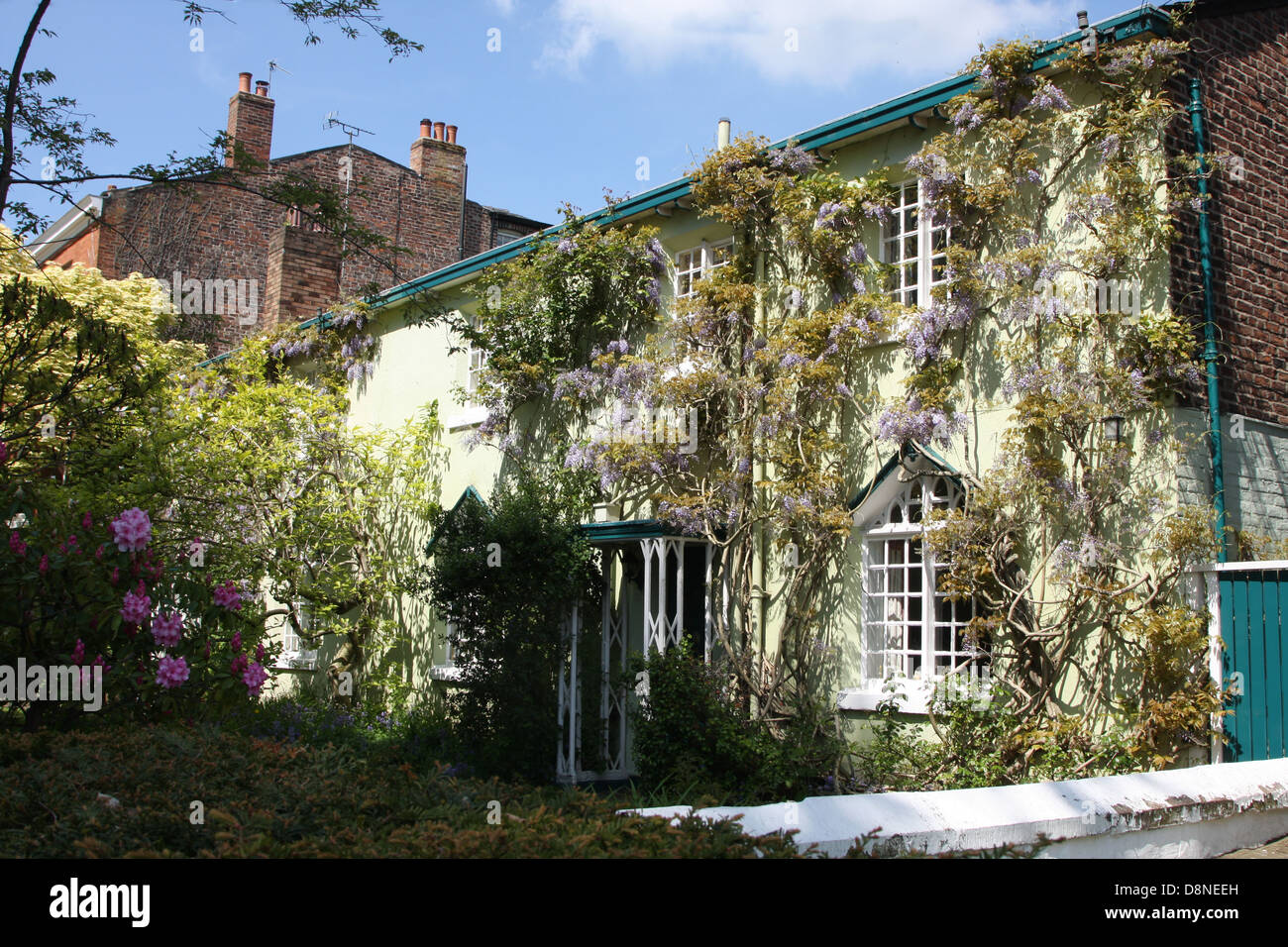 A beautiful wisteria covered cottage in the village of Bowdon Cheshire England Stock Photo Alamy