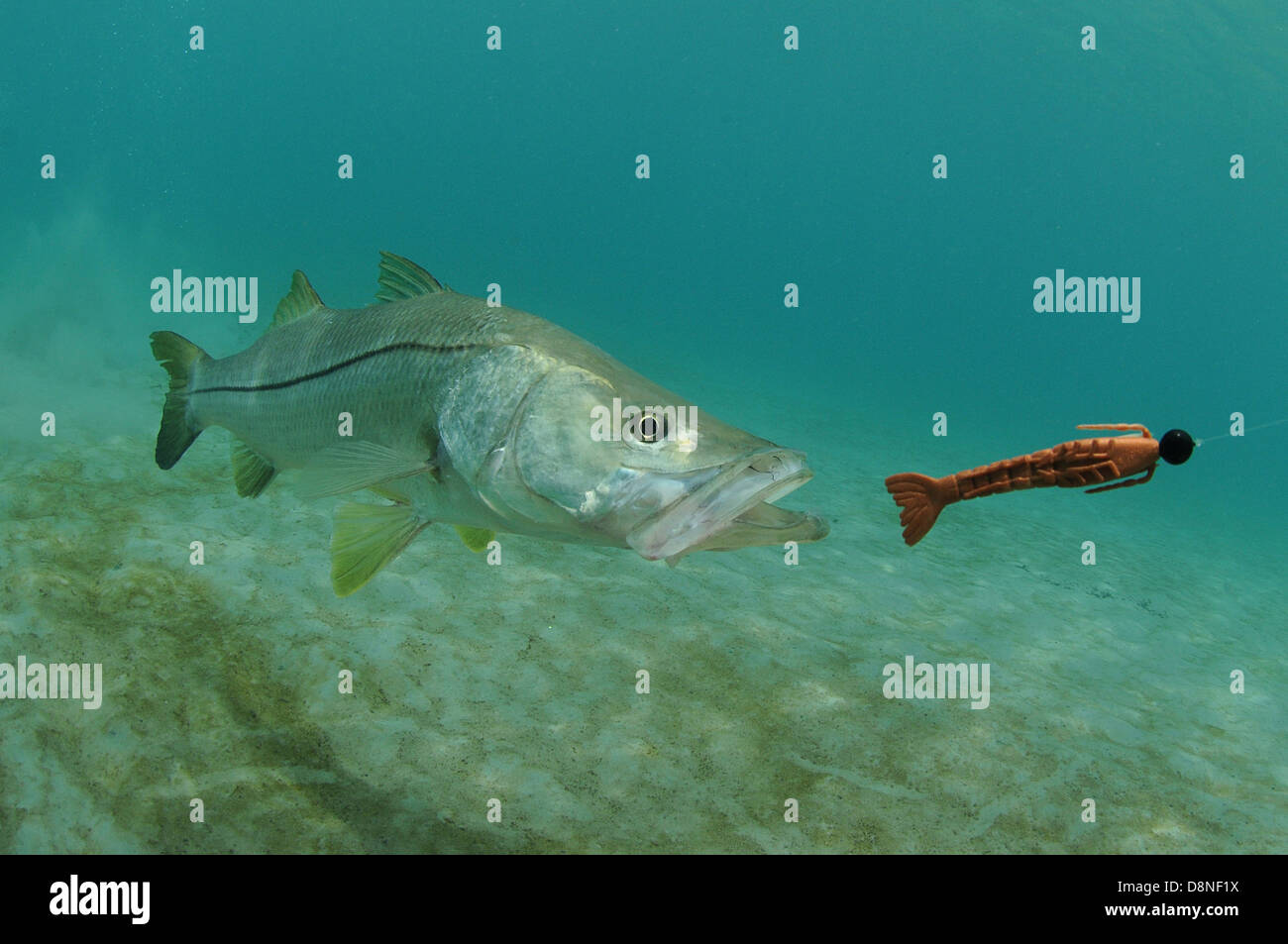 Snook fish hi-res stock photography and images - Alamy
