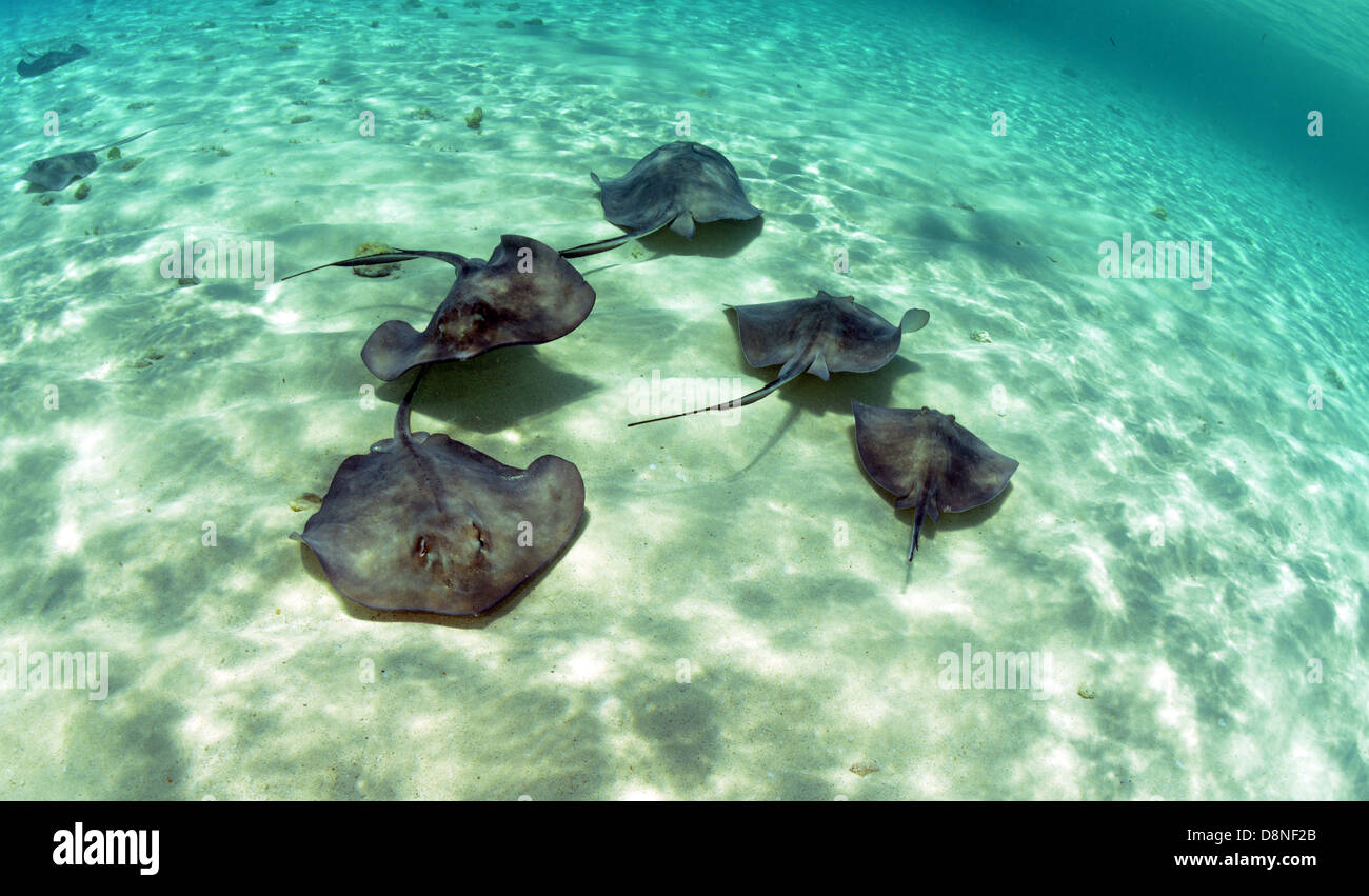 A group of stingrays swimming in the ocean in the Bahamas Stock Photo