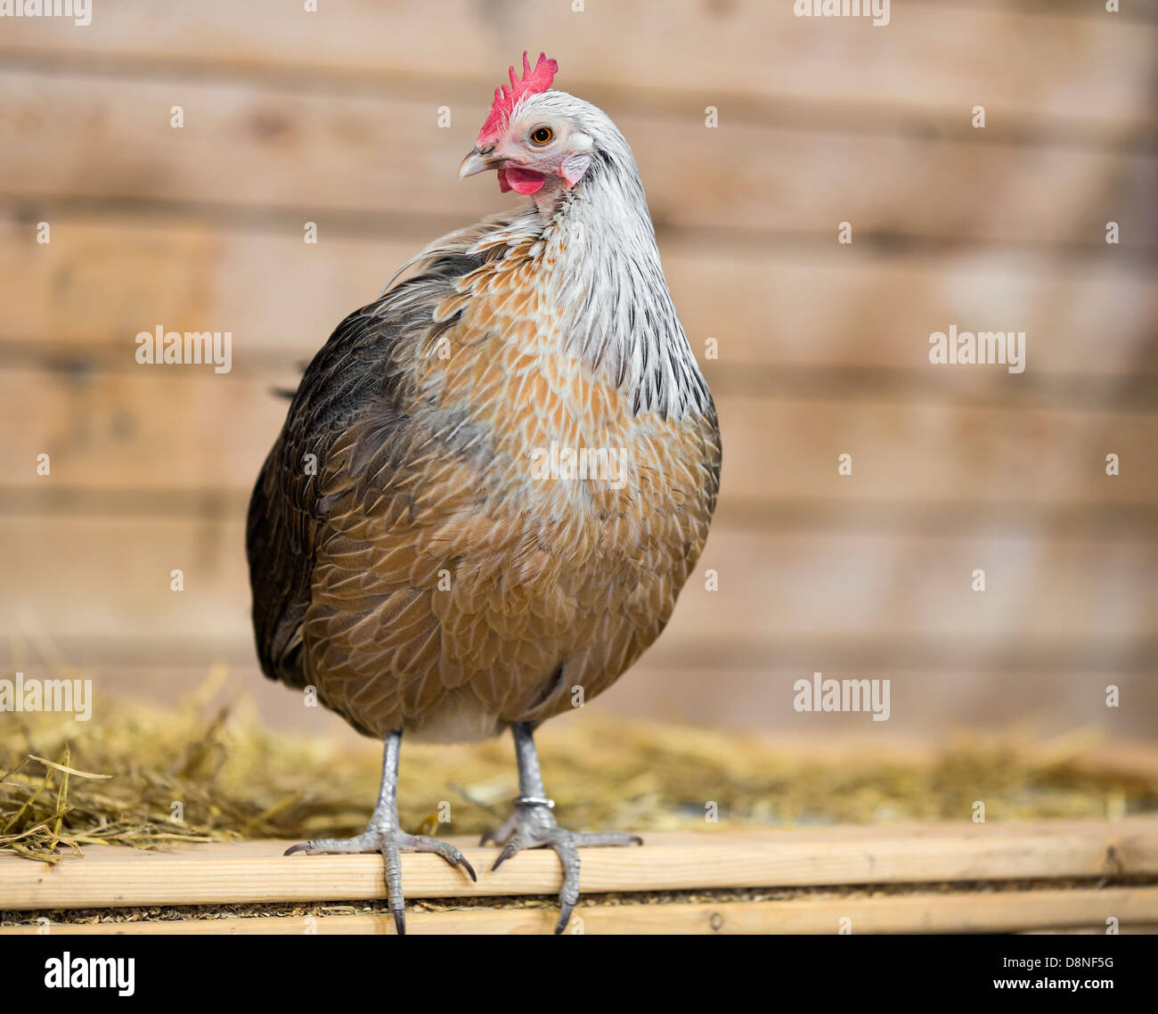 Domestic Chicken, hen, in coup. Stock Photo