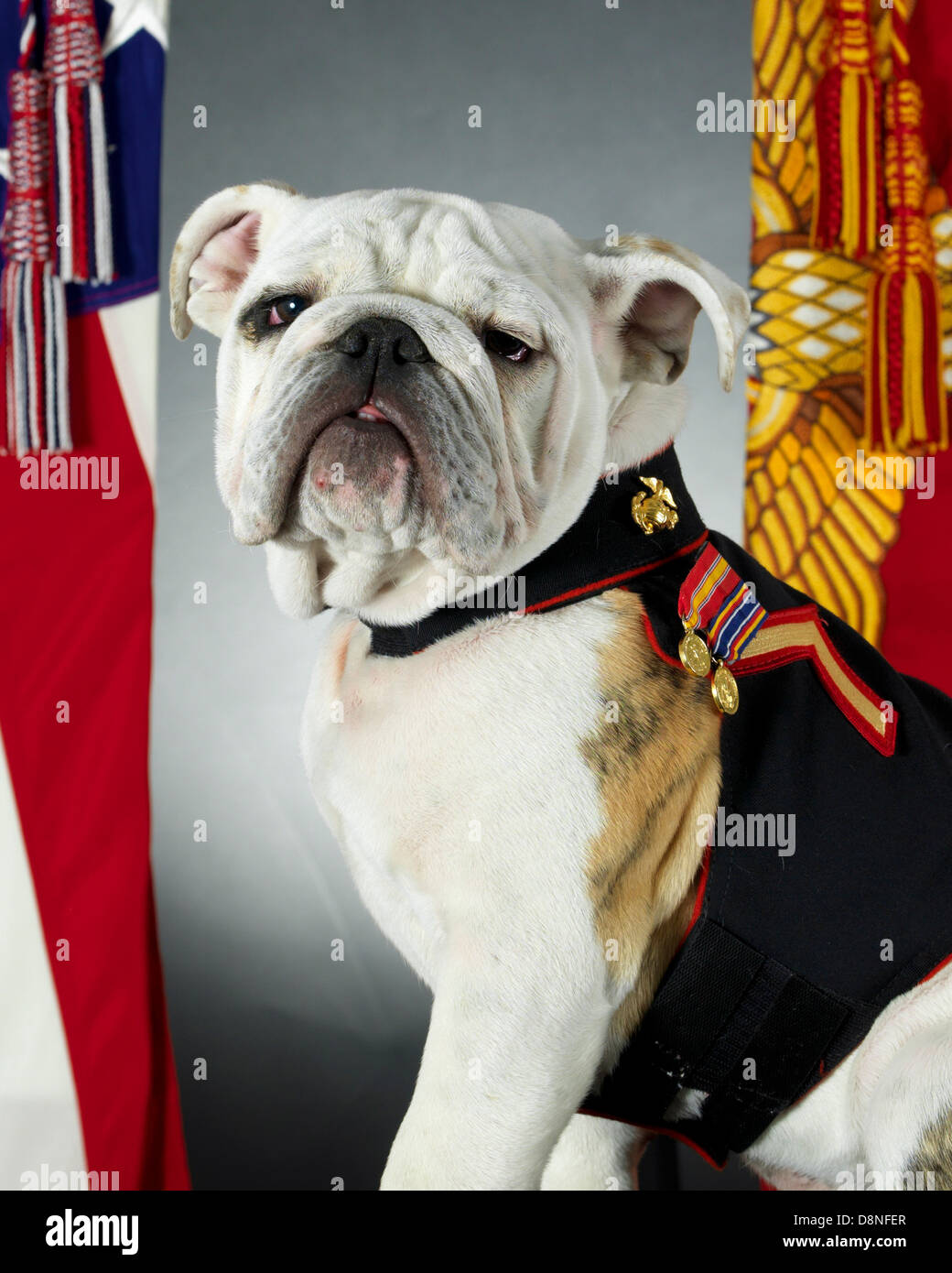The official mascot of the United States Marine Corps, English bulldog Pfc. Chesty the XIV, sits for his official photo at the Pentagon May 15, 2013 in Arlington, VA. Chesty the XIV will officially take over as the mascot when his predecessor, Sgt. Chesty the XIII, retires in the fall of 2013. Stock Photo