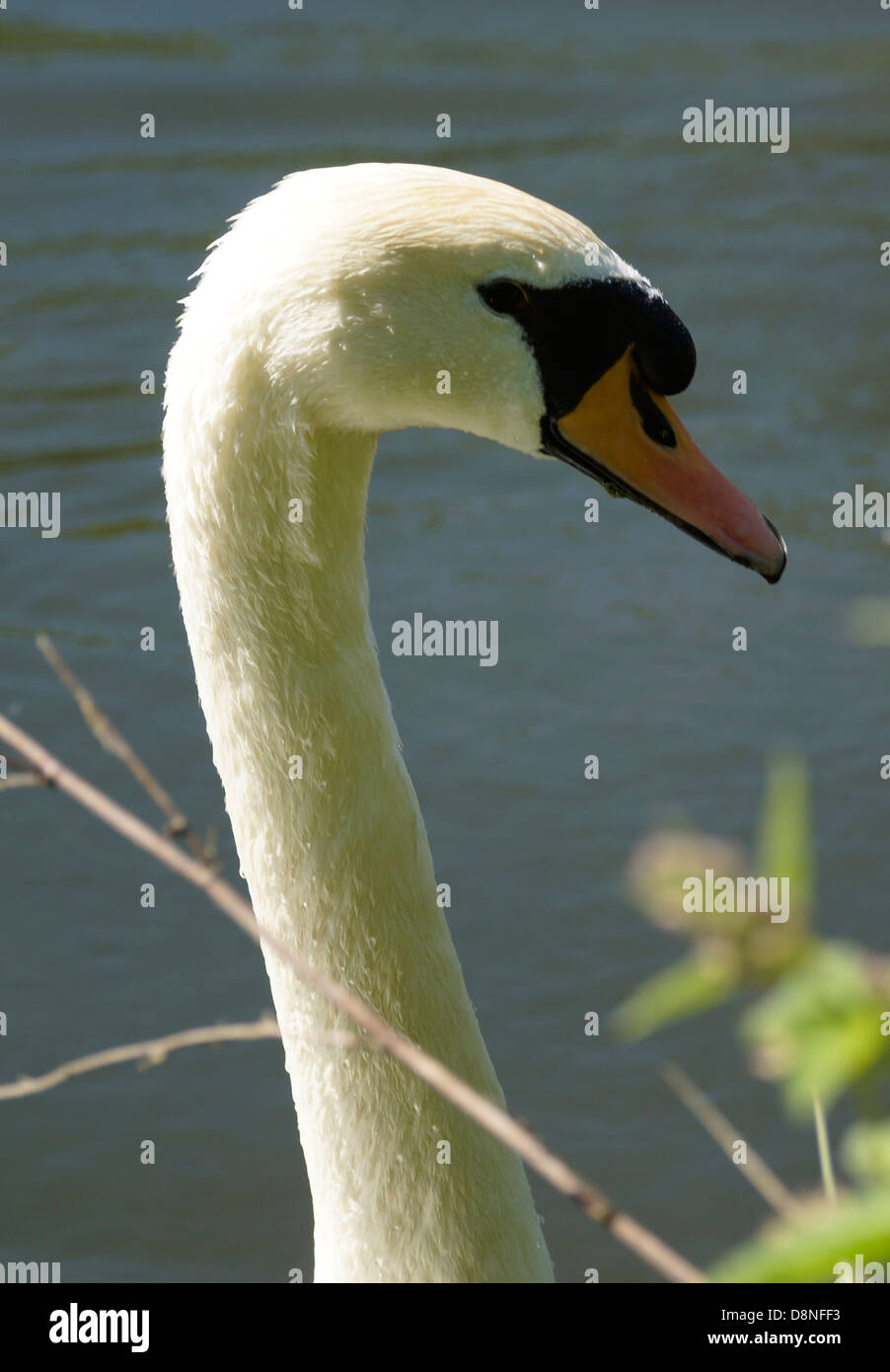 Swans head and Neck Side on Stock Photo