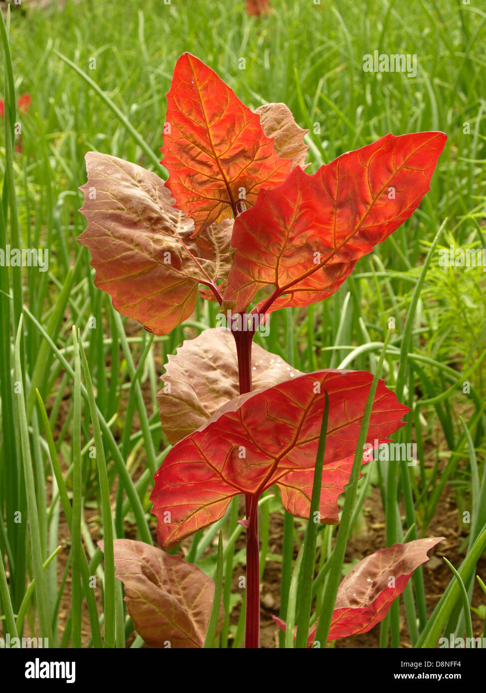 ORACH RED, Atriplex hortensis rubra, orach plant onion leaves in background, Mountain spinach Stock Photo