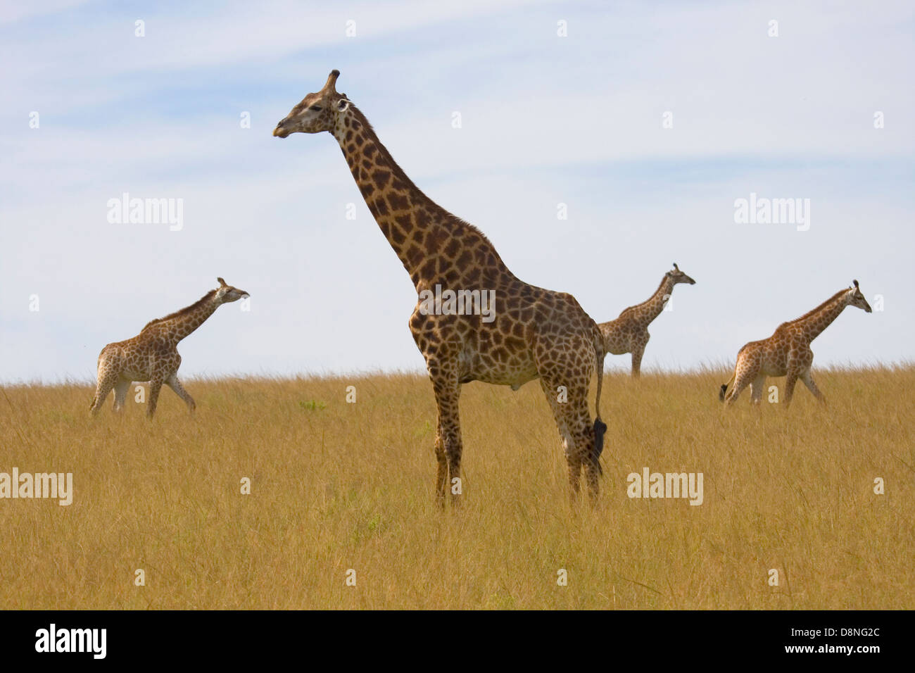 Four giraffes standing on the plains, Tala Game Reserve, South Africa. Stock Photo
